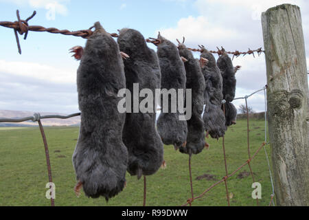 Dead Moles, Talpa europaea, displayed on fence by mole catcher, UK Stock Photo