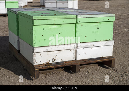 bee hives on a pallet with bees flying in and out Stock Photo