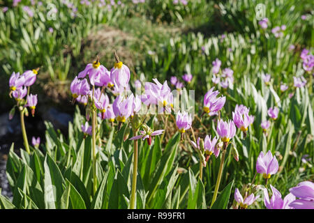 Sierra Shooting Star or Dodecatheon jeffreyi flowering in Kings Canyon National Park Stock Photo
