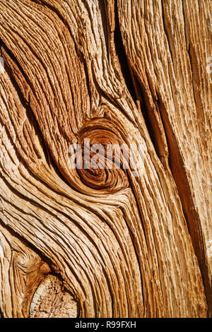 exposed distressed natural wood background texture on a pine trunk Stock Photo