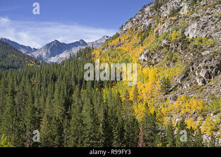 aspen trees begin to turn yellow in the fall up the South Fork of Bishop Creek in California Stock Photo