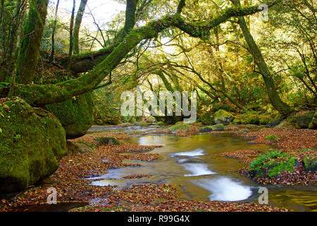 Kikuchi Gorge in Autumn, Kumamoto Prefecture, Japan Stock Photo