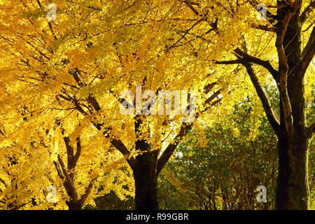 Yellow Leaves of Ginkgo Biloba Stock Photo