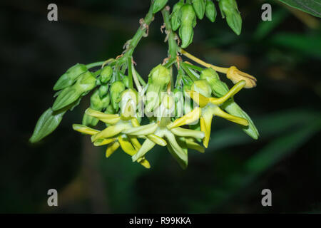 Close up of Telosma cordata flower Stock Photo