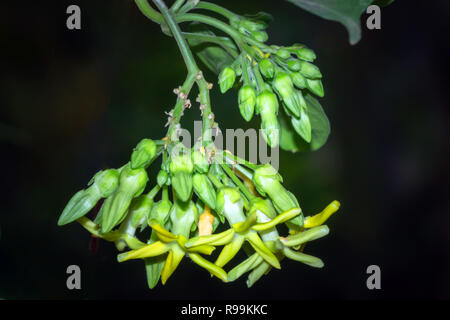 Close up of Telosma cordata flower Stock Photo