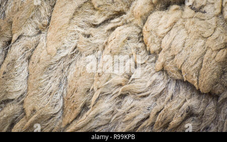 sheep fur wool texture / abstract wool texture close up of real wool sheep background Stock Photo