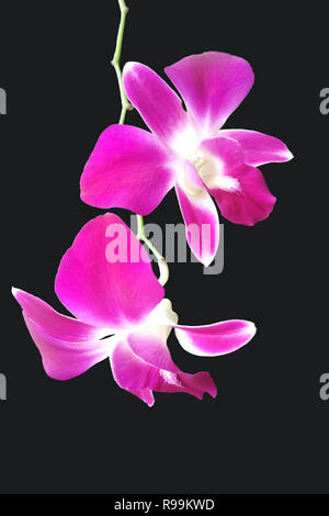 Close up of beautiful orchids in garden Stock Photo