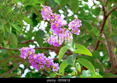 Close up of Lagerstroemia speciosa flower! Stock Photo