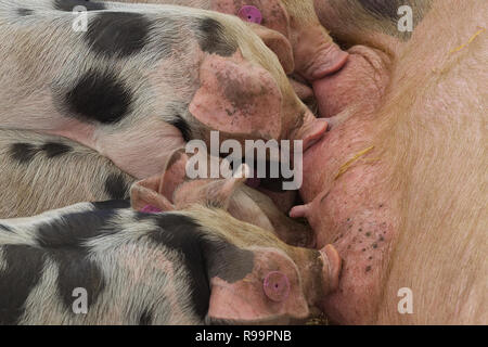 Gloucester old spot piglets suckling Stock Photo