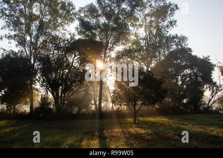Sun rising rays in morning though trees, also fog & mist looks beautiful Stock Photo