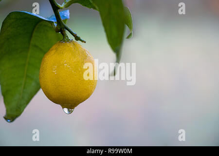 Lemon hanging on branch and green leafs, covered with water drop Stock Photo