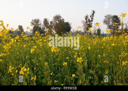 Mustard plant flower, become mustard seed , use for species and oil Stock Photo