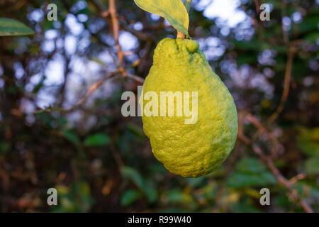 Hill lemon fruit growing on tree, background covered with branches and leaves Stock Photo