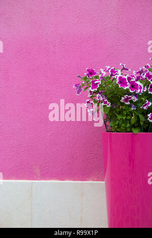Pink petunias in a tall pink flowerpot against a vibrant textured pink stucco wall burano italy Stock Photo