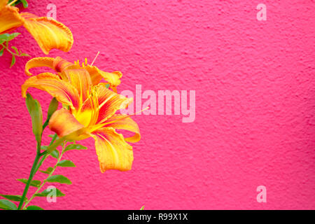 Orange daylily flowers & green leaves against a textured bright pink wall background Stock Photo