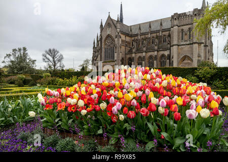 Arundel Castle tulip festival. Stock Photo