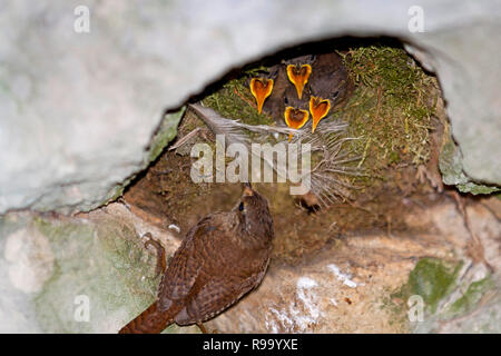 Wren, wrens (Troglodytidae) or Troglodytes, feeding young chicks in nest built in rock cliff. Pembrokeshire