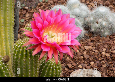 Flying Saucer Torch Cactus in Bloom Stock Photo