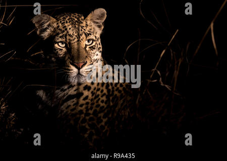 Adult female leopard very alert during night.