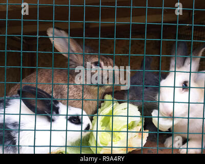 Rabbits on the farm and animal farm nature Stock Photo