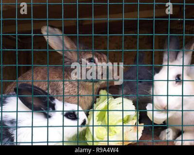 Rabbits on the farm and animal farm nature Stock Photo