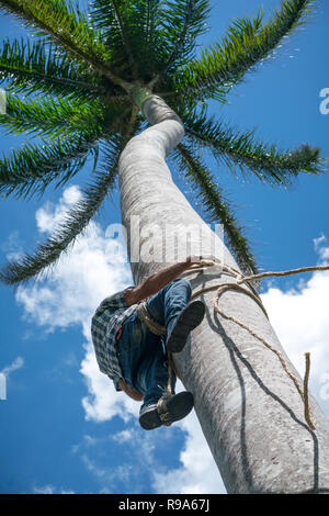 Adult male climbs tall coconut tree with rope to get coco nuts. Harvesting and farmer work in caribbean countries Stock Photo