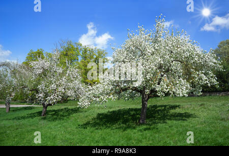 Blooming apple trees on a meadow in the sunshine Stock Photo