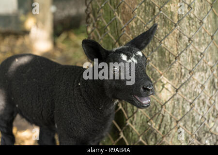Young black lamb with white spots bleating on a farm near a fence in summer Stock Photo