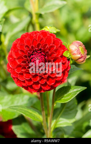 Close-up of a Dahlia Red Fox (Asteraceae) Flower in Summer Stock Photo