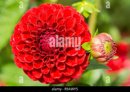 Close-up of a Dahlia Red Fox (Asteraceae) Flower in Summer Stock Photo