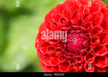 Close-up of a Dahlia Red Fox (Asteraceae) Flower in Summer Stock Photo