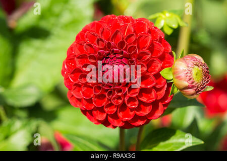 Close-up of a Dahlia Red Fox (Asteraceae) Flower in Summer Stock Photo