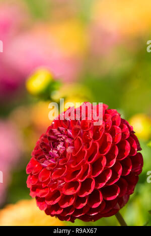 Close-up of a Dahlia Red Fox (Asteraceae) Flower in Summer Stock Photo