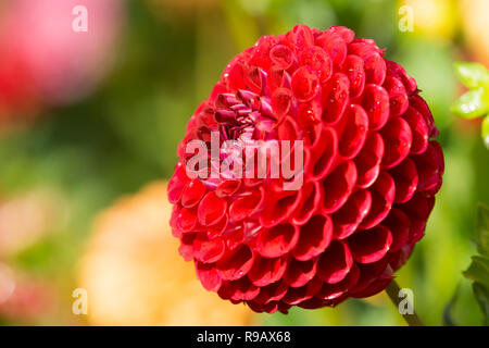 Close-up of a Dahlia Red Fox (Asteraceae) Flower in Summer Stock Photo