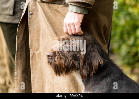 Portrait of a German wirehaired pointer sitting next to his owner the hunter being caressed Stock Photo