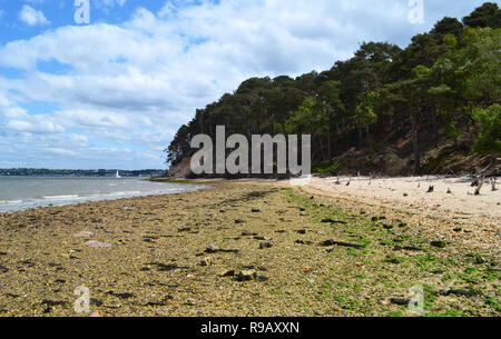Beach on Brownsea Island, Hampshire, UK Stock Photo