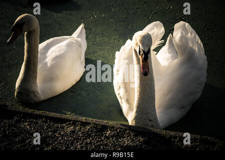 A pair of swans come to investigate Stock Photo