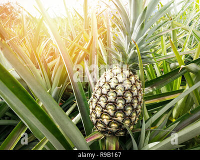 Pineapple field / fresh pineapple in farm organic fruit garden - beautiful fruit young pineapple on farm tropical fruit growing in field background Stock Photo