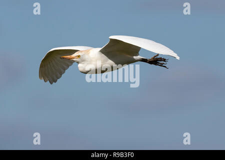 Western cattle egret (Bubulcus ibis) in flight, Addo Elephant national park, Eastern Cape, South Africa Stock Photo