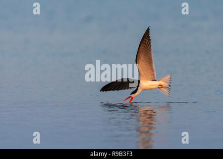 African skimmer (Rynchops flavirostris) fishing, Chobe river, Botswana Stock Photo