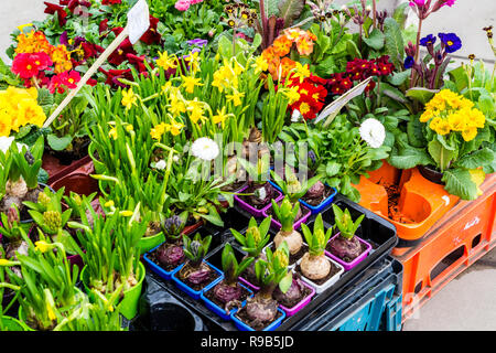 Spring Garden Centre Flowers Stock Photo