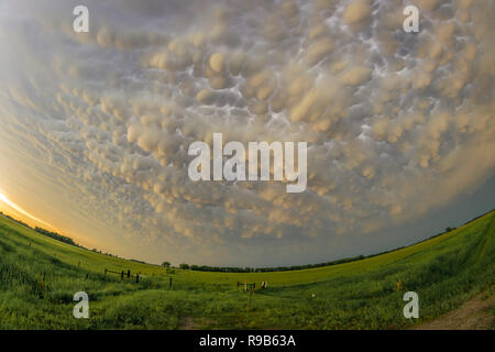 Super wide angle view of colorful mammatus clouds over the great plains. Photo was made during the aftermath of a storm chase in northern Nebraska. Stock Photo