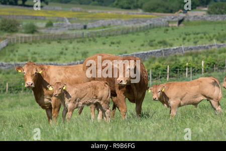 Herd of Limousin beef cattle with calves grazing on upland pasture in the Forest of Bowland, Lancashire, UK. Stock Photo
