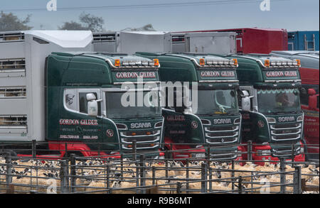 Livestock wagons lined up ready to load sheep at Hawes Auction market in Wensleydale. Stock Photo