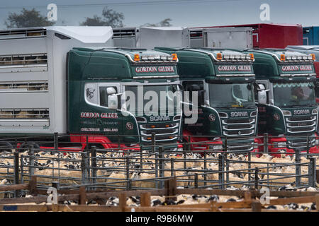 Livestock wagons lined up ready to load sheep at Hawes Auction market in Wensleydale. Stock Photo