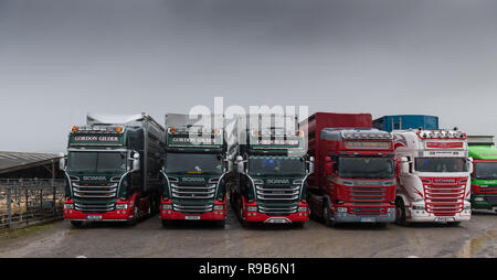 Livestock wagons lined up ready to load sheep at Hawes Auction market in Wensleydale. Stock Photo