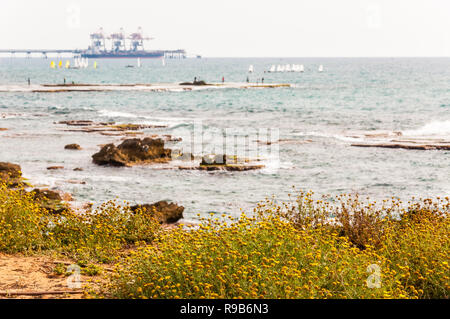 Caesarea, Israel - May 22, 2012: Blooming yellow grassy flowers, fishing fishermen on flat stone, many surfers in the Mediterranean sea waters and Oro Stock Photo