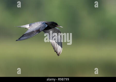 Black tern flight over Tiny Marsh Provincial Wildlife Area, in Ontario, Canada Stock Photo