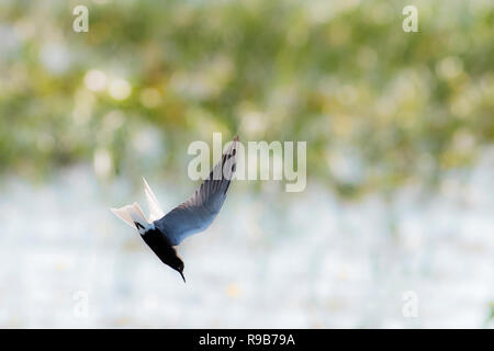 Black tern flight over Tiny Marsh Provincial Wildlife Area, in Ontario, Canada Stock Photo