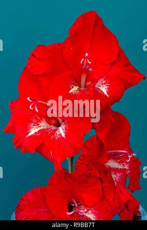 Bright red gladiolus flowers against a green background, studio shot. Bright red gladiolus flowers against a green background, studio shot.